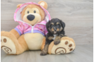 Cute Mini Aussiedoodle Baby