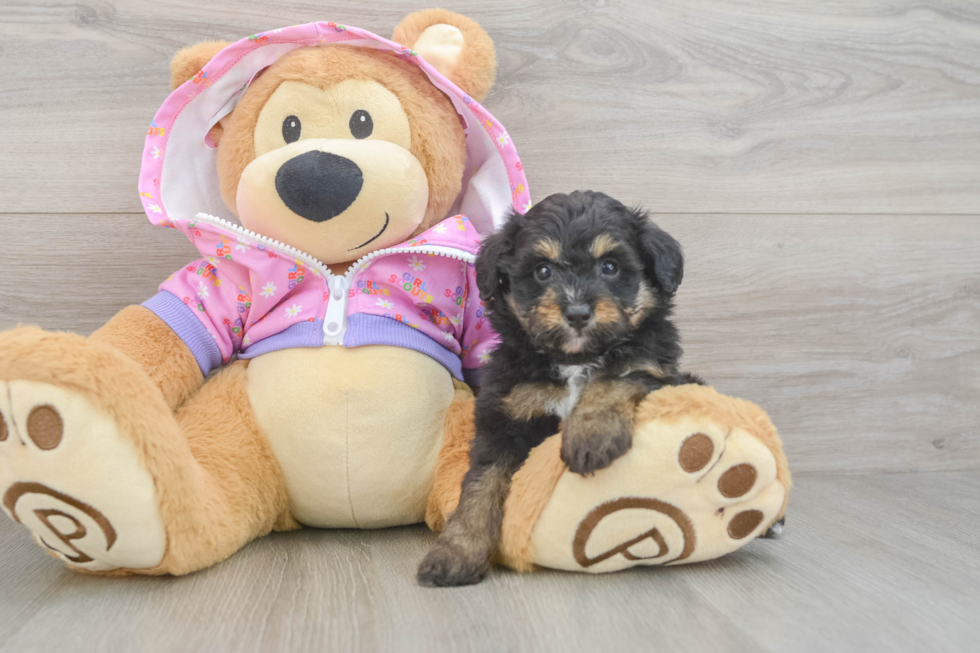 Cute Mini Aussiedoodle Baby