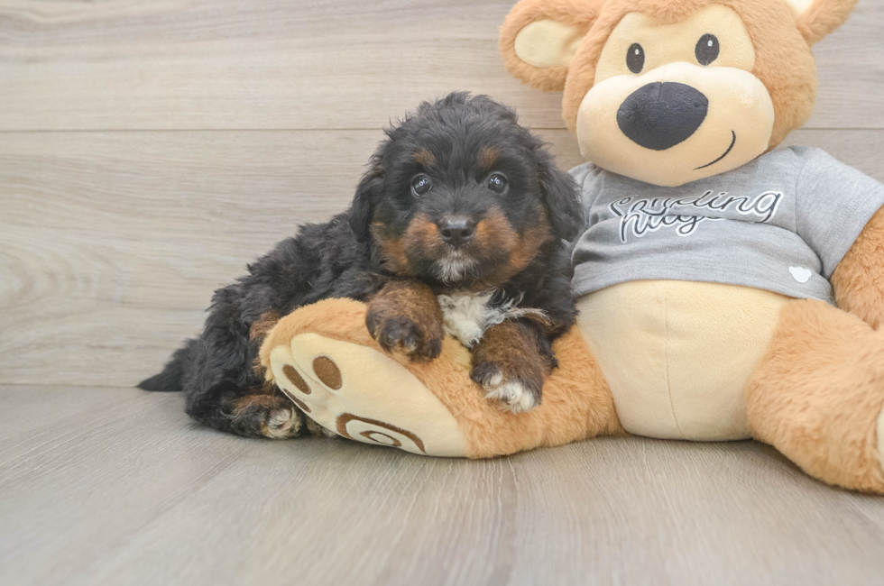 6 week old Mini Aussiedoodle Puppy For Sale - Lone Star Pups