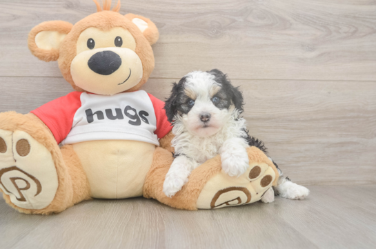 5 week old Mini Aussiedoodle Puppy For Sale - Lone Star Pups Best Mini Aussiedoodle Baby