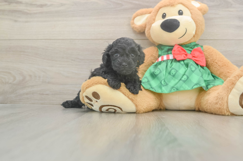 5 week old Mini Aussiedoodle Puppy For Sale - Lone Star Pups