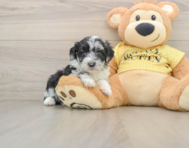 8 week old Mini Aussiedoodle Puppy For Sale - Lone Star Pups
