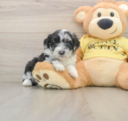 9 week old Mini Aussiedoodle Puppy For Sale - Lone Star Pups