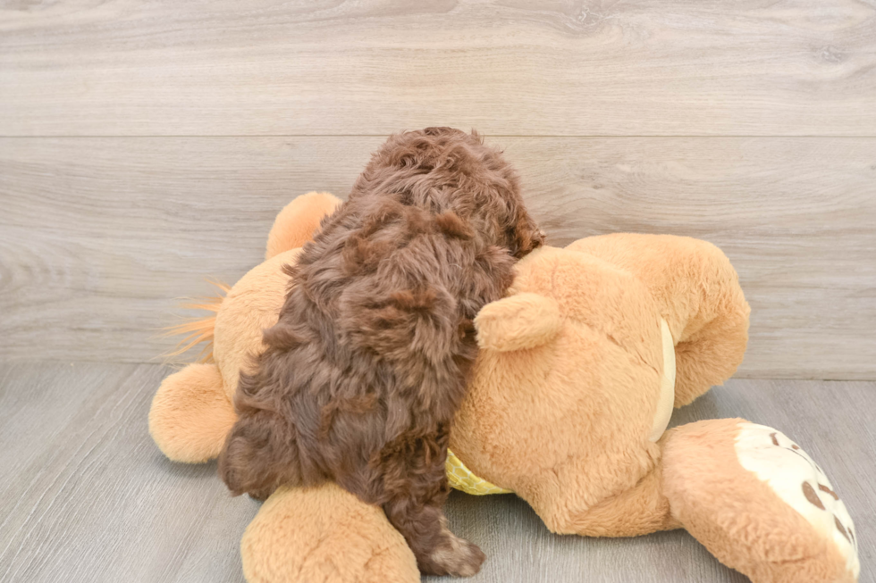 Playful Aussiepoo Poodle Mix Puppy