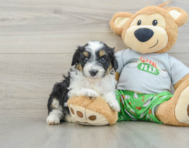 8 week old Mini Aussiedoodle Puppy For Sale - Lone Star Pups