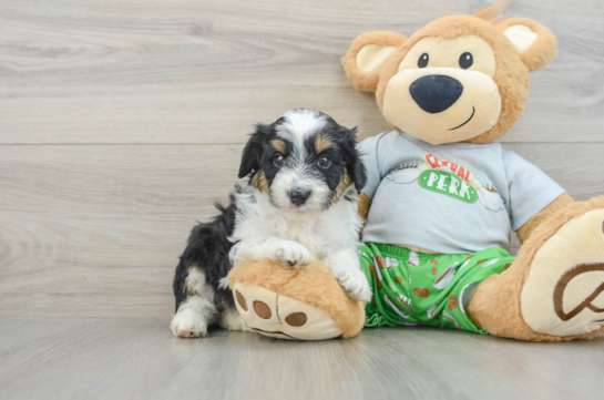 Mini Aussiedoodle Puppy for Adoption