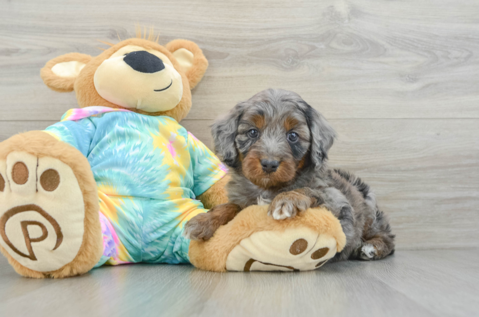 6 week old Mini Aussiedoodle Puppy For Sale - Lone Star Pups