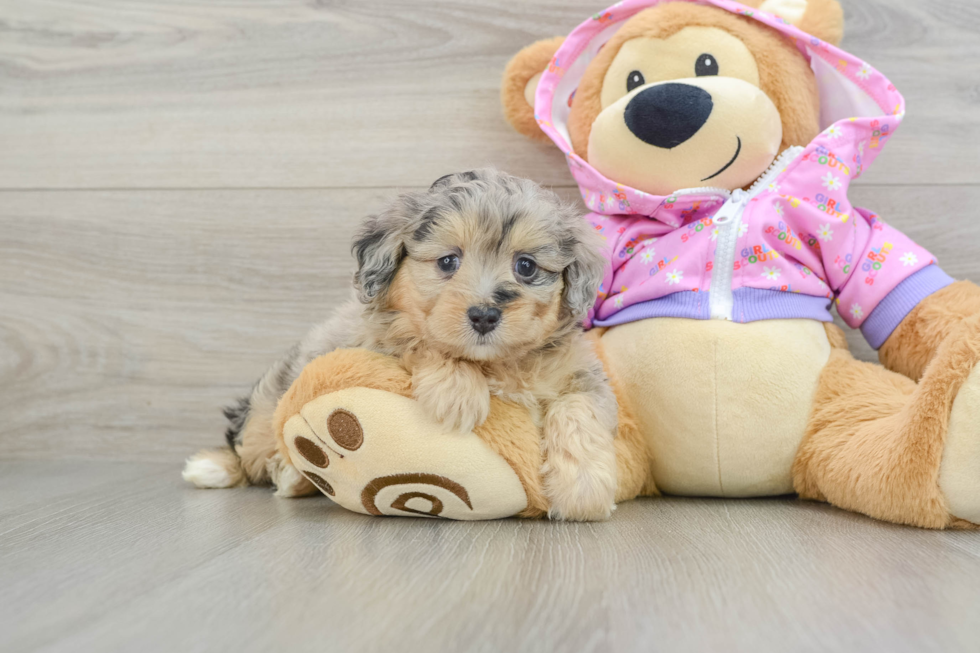 Playful Mini Aussiepoodle Poodle Mix Puppy