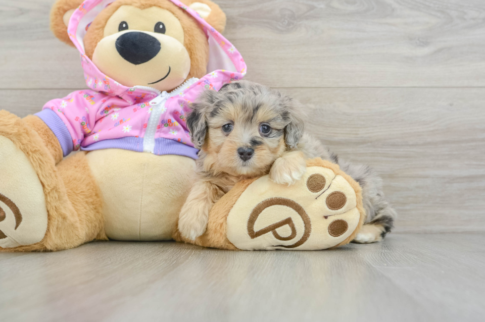 5 week old Mini Aussiedoodle Puppy For Sale - Lone Star Pups