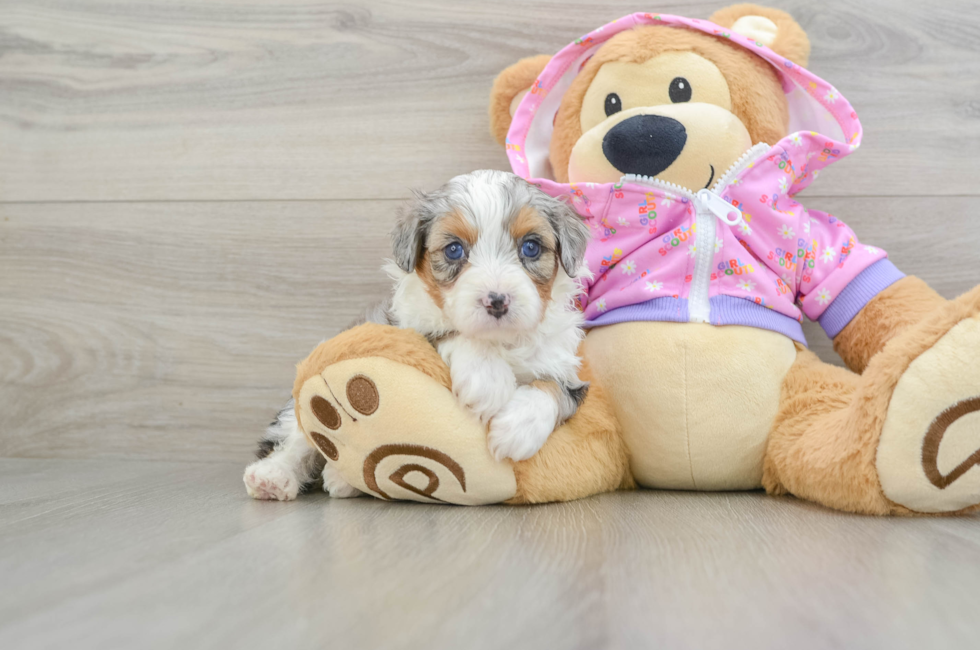 5 week old Mini Aussiedoodle Puppy For Sale - Lone Star Pups