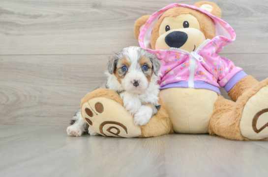 Mini Aussiedoodle Puppy for Adoption