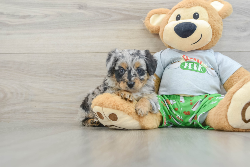 Mini Aussiedoodle Pup Being Cute