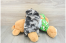 Energetic Aussie Poo Poodle Mix Puppy