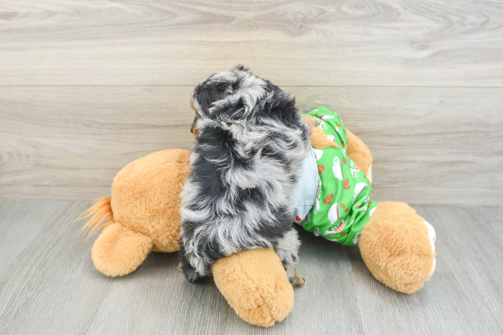 Energetic Aussie Poo Poodle Mix Puppy