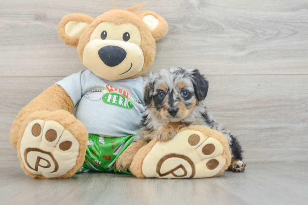 Mini Aussiedoodle Pup Being Cute