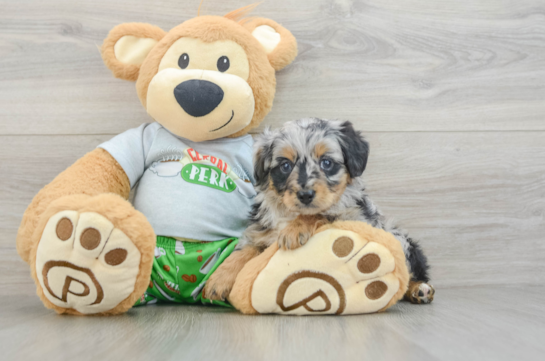 Mini Aussiedoodle Pup Being Cute