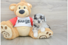 Mini Aussiedoodle Puppy for Adoption