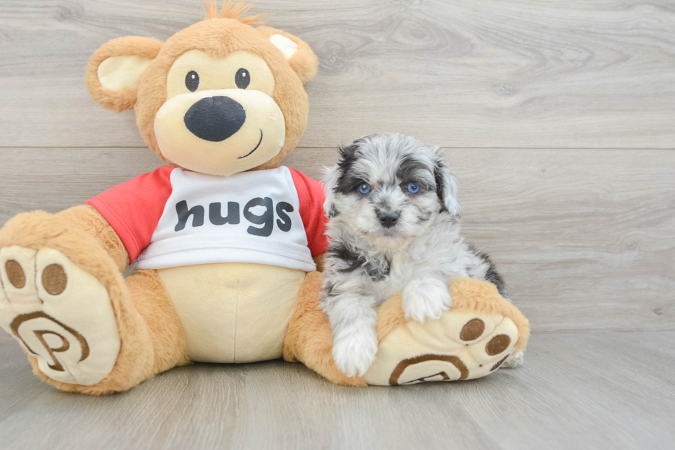 Mini Aussiedoodle Puppy for Adoption