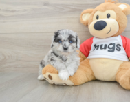 7 week old Mini Aussiedoodle Puppy For Sale - Lone Star Pups