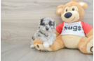 Mini Aussiedoodle Puppy for Adoption