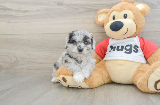 Mini Aussiedoodle Puppy for Adoption