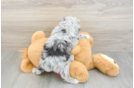 Popular Mini Aussiedoodle Poodle Mix Pup