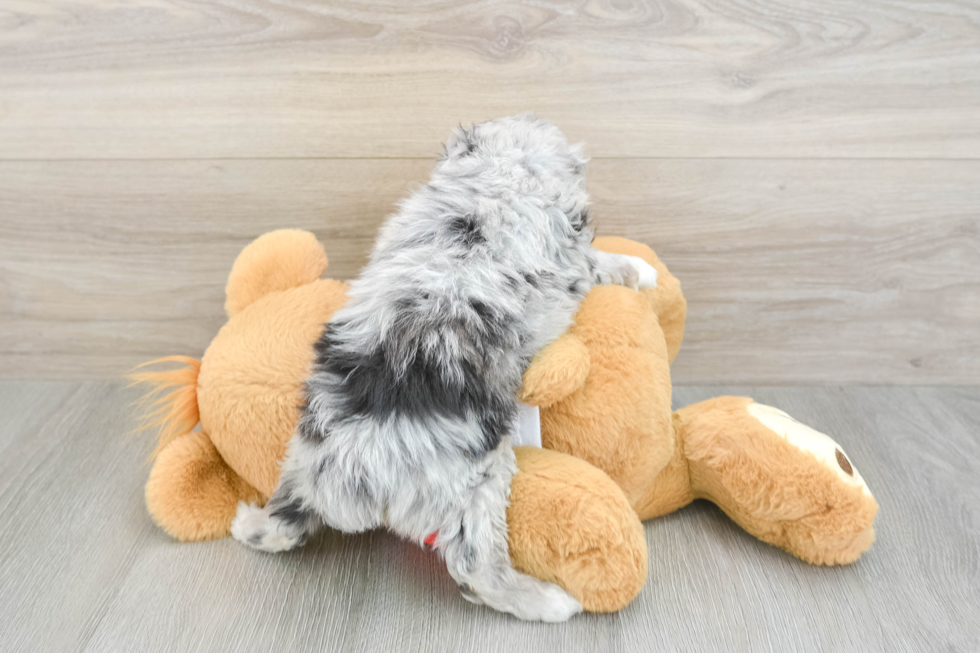 Popular Mini Aussiedoodle Poodle Mix Pup