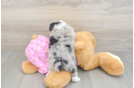 Mini Aussiedoodle Puppy for Adoption