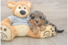 Little Mini Aussiepoo Poodle Mix Puppy