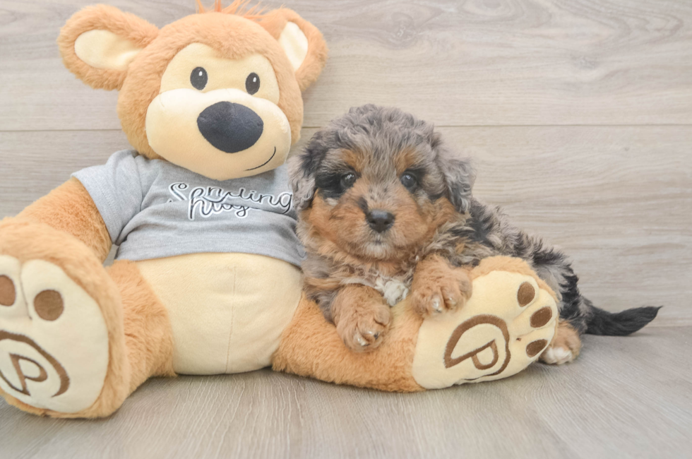 6 week old Mini Aussiedoodle Puppy For Sale - Lone Star Pups