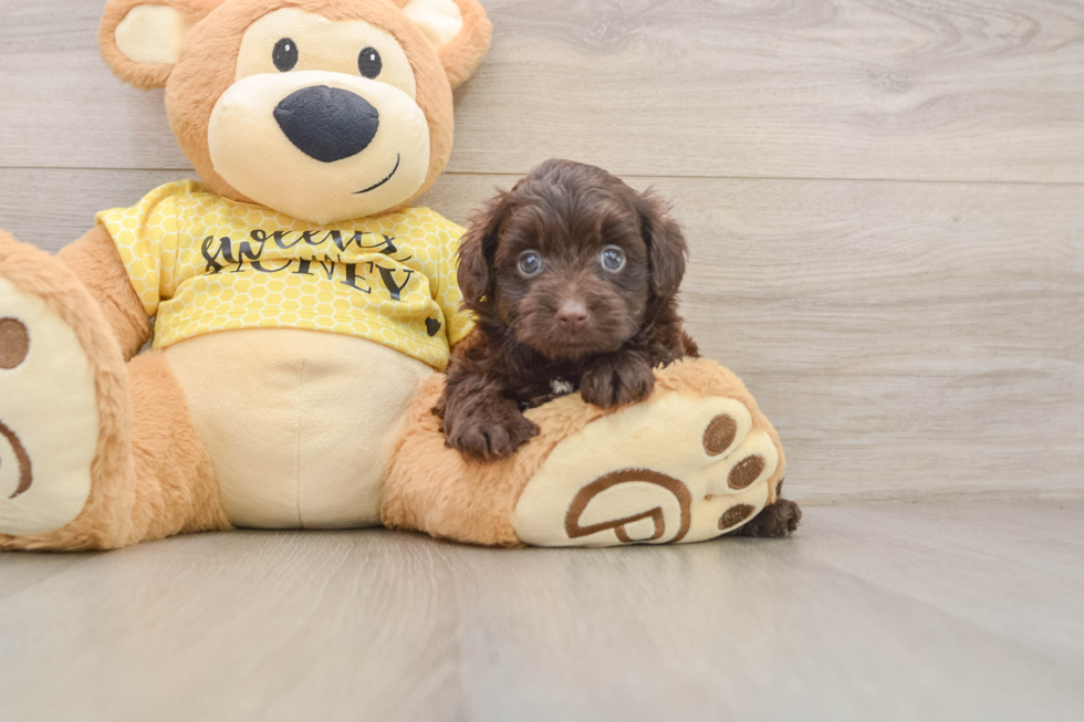 Adorable Aussiepoo Poodle Mix Puppy
