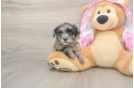 Best Mini Aussiedoodle Baby