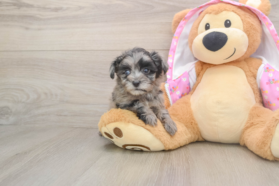 Best Mini Aussiedoodle Baby