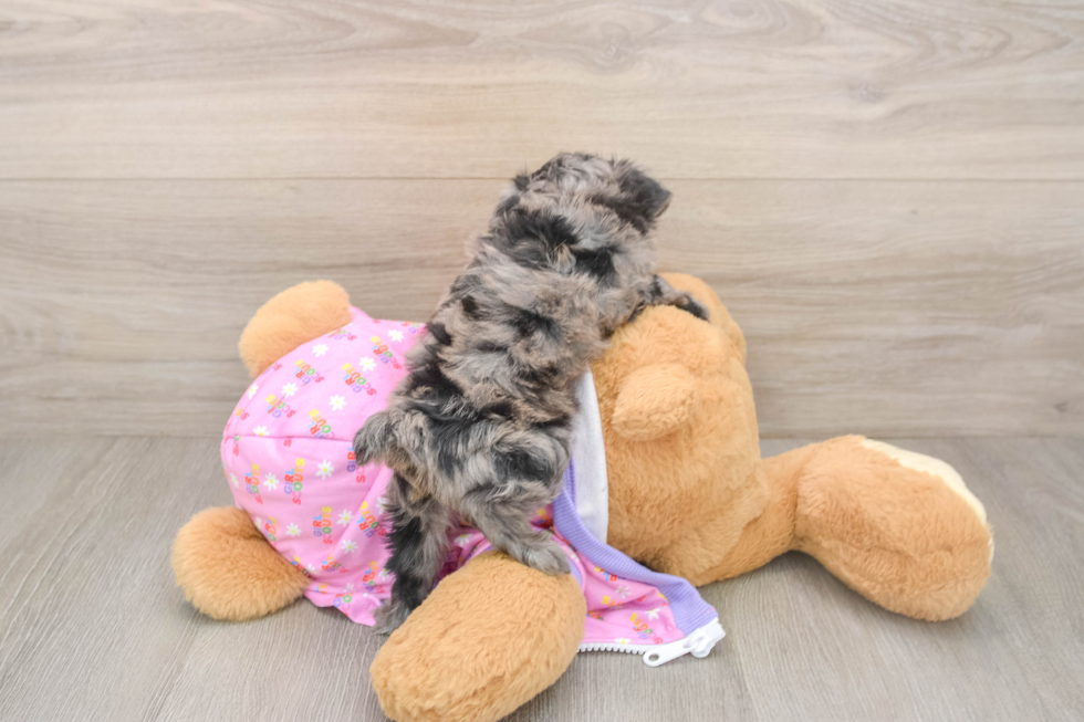 Smart Mini Aussiedoodle Poodle Mix Pup