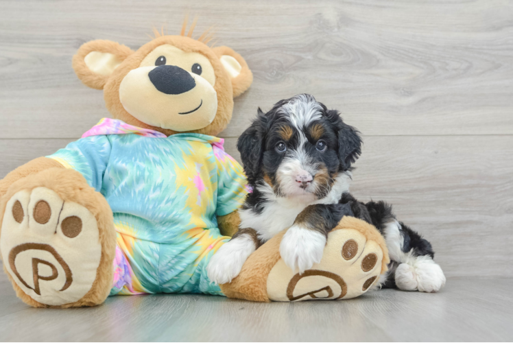 Adorable Mini Australian Shepherd X Poodle Mix Poodle Mix Puppy