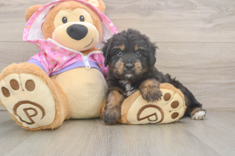 5 week old Mini Aussiedoodle Puppy For Sale - Lone Star Pups