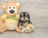 8 week old Mini Aussiedoodle Puppy For Sale - Lone Star Pups