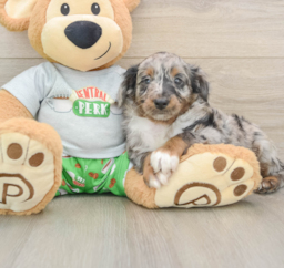 5 week old Mini Aussiedoodle Puppy For Sale - Lone Star Pups