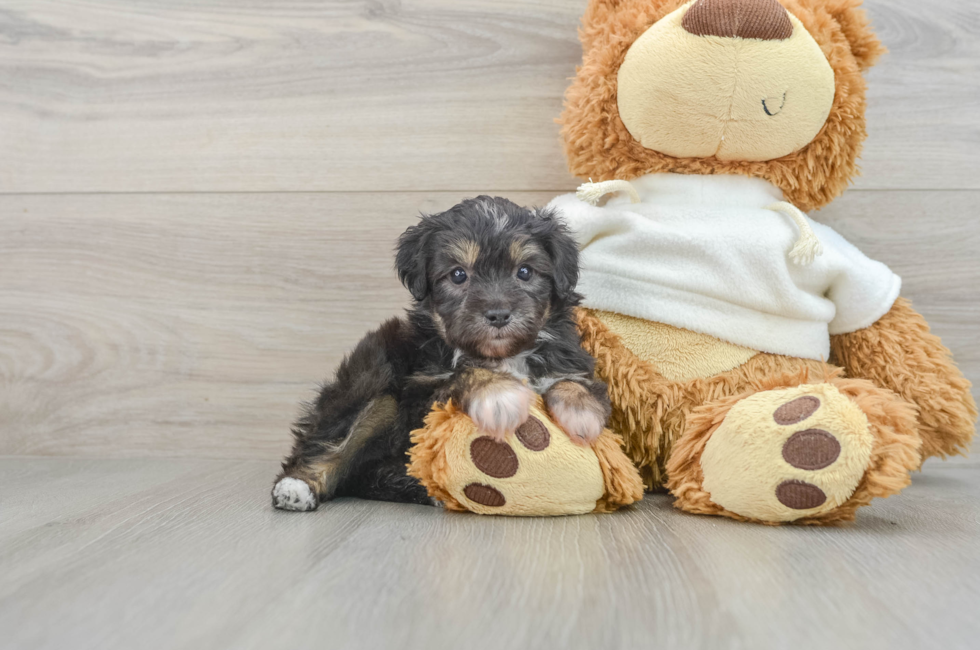 6 week old Mini Aussiedoodle Puppy For Sale - Lone Star Pups