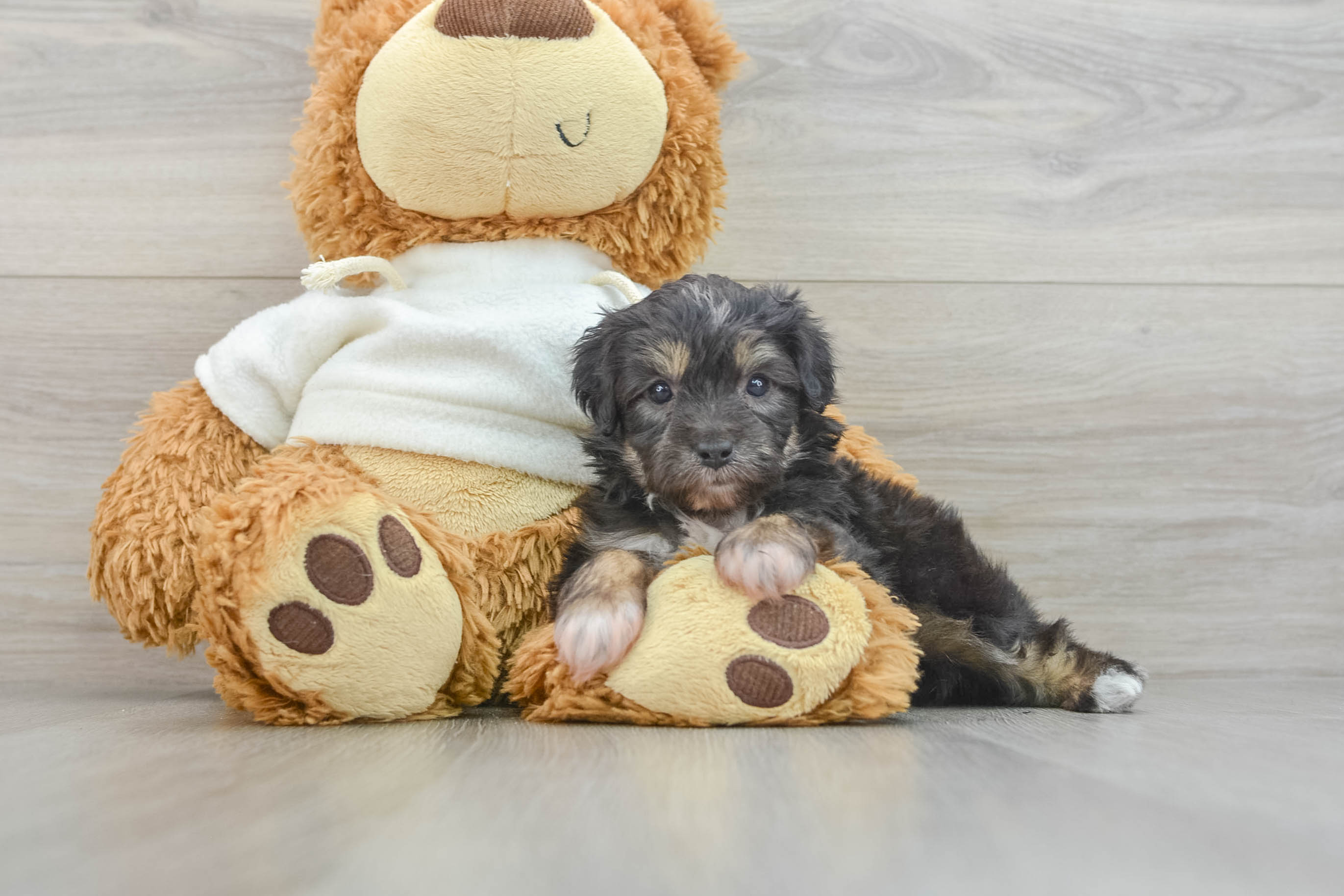 Mini Aussiedoodle Eclipse 1lb 15oz Doodle Puppy