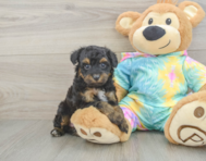 8 week old Mini Aussiedoodle Puppy For Sale - Lone Star Pups
