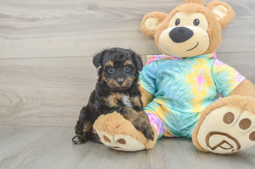 5 week old Mini Aussiedoodle Puppy For Sale - Lone Star Pups