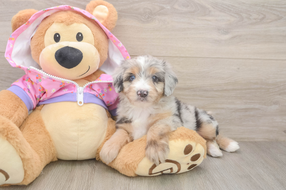 5 week old Mini Aussiedoodle Puppy For Sale - Lone Star Pups