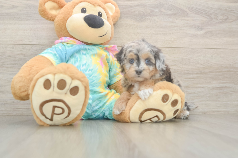 Meet Eclipse - our Mini Aussiedoodle Puppy Photo  2/3 - Lone Star Pups Mini Aussiedoodle Pup Being Cute
