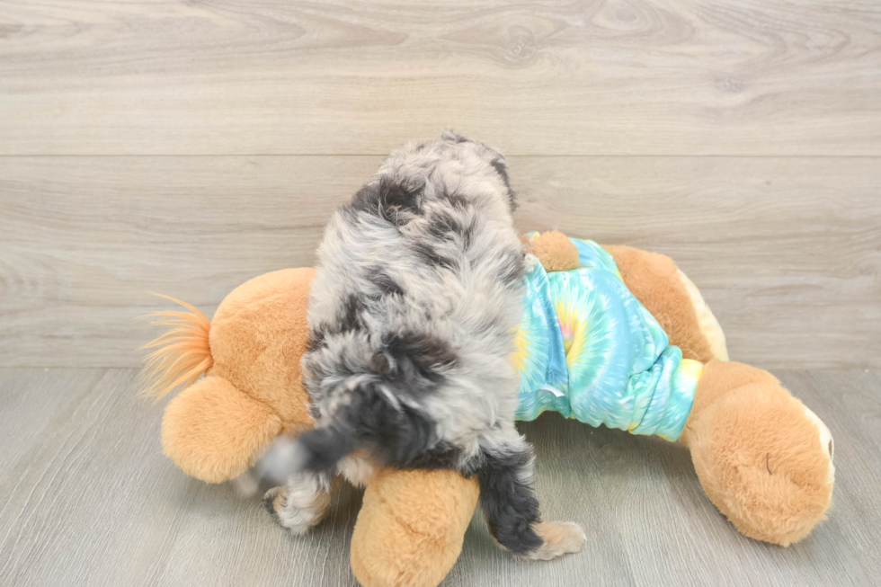 Meet Eclipse - our Mini Aussiedoodle Puppy Photo  3/3 - Lone Star Pups Popular Mini Aussiedoodle Poodle Mix Pup