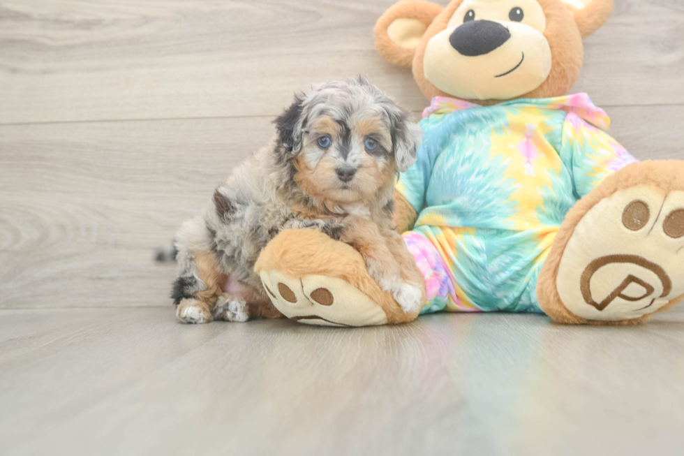 Meet Eclipse - our Mini Aussiedoodle Puppy Photo  1/3 - Lone Star Pups Cute Mini Aussiedoodle Baby
