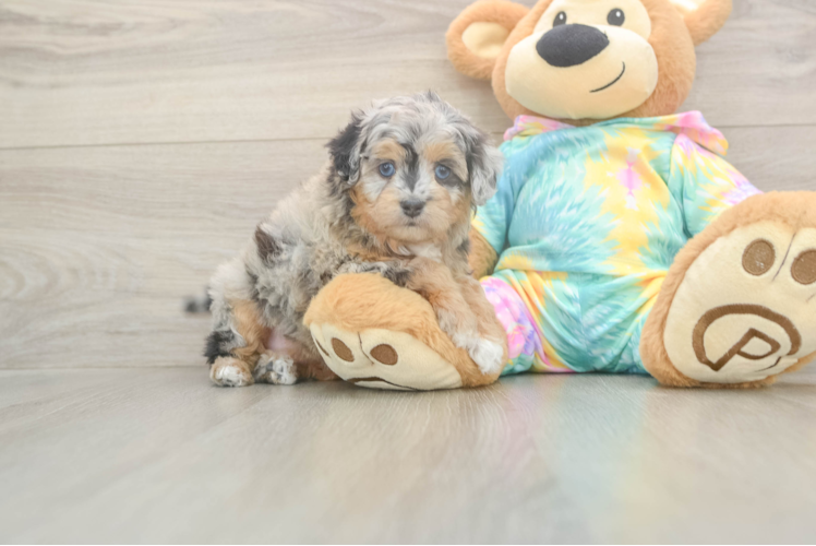 Meet Eclipse - our Mini Aussiedoodle Puppy Photo  1/3 - Lone Star Pups Cute Mini Aussiedoodle Baby