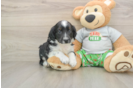 Mini Aussiedoodle Pup Being Cute