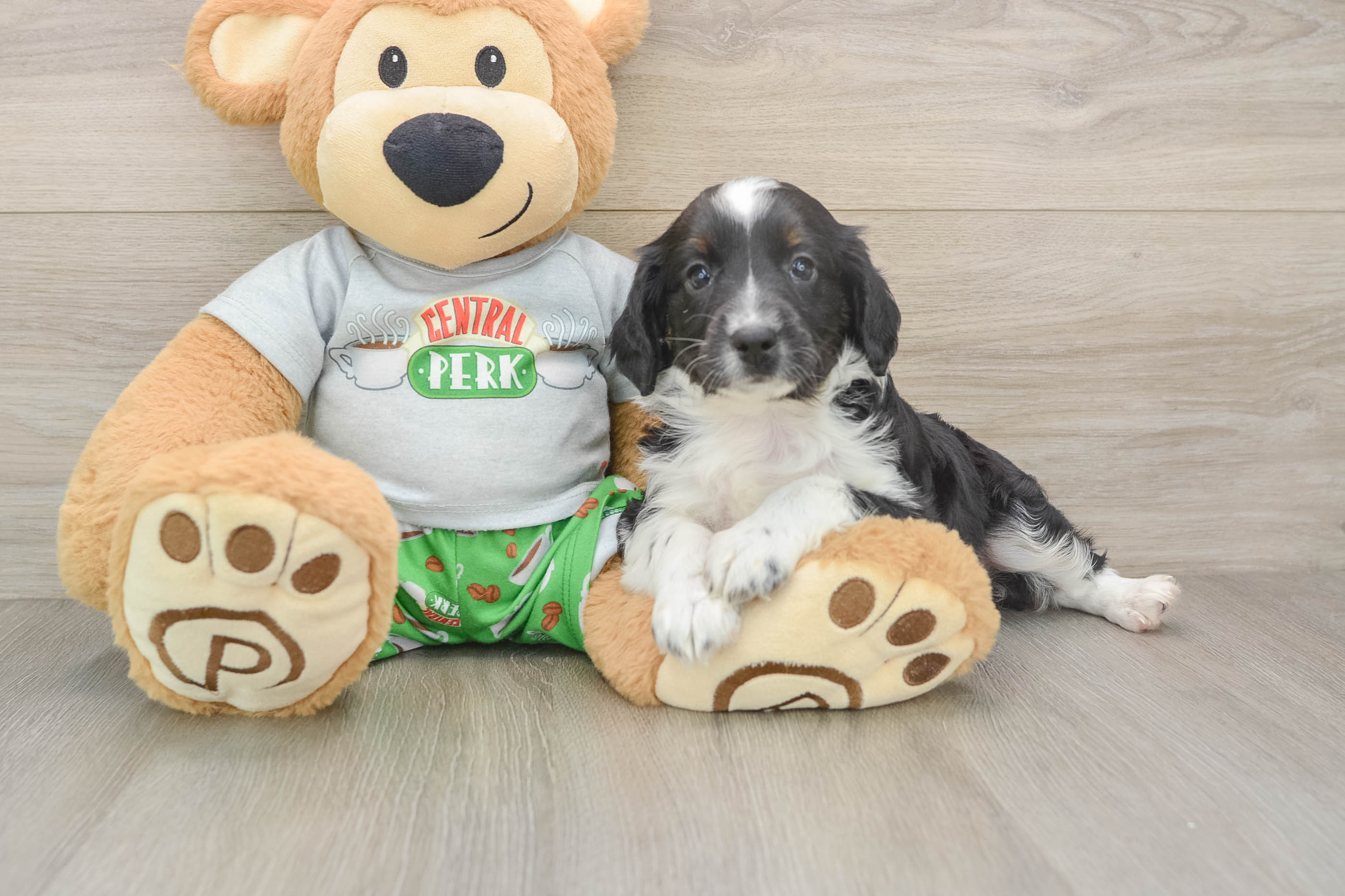Mini Aussiedoodle Puppy for Adoption