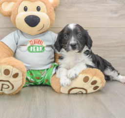 7 week old Mini Aussiedoodle Puppy For Sale - Lone Star Pups